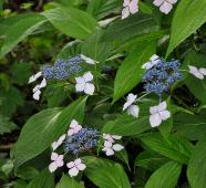 HydrangeamacrophyllaLilacinaVNlacecap