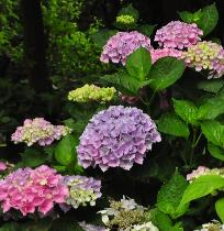 HydrangeamacrophyllaXianrozeAjisaituin