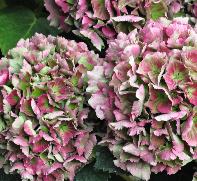 HydrangeamacrophyllaXianherfstkleuren2