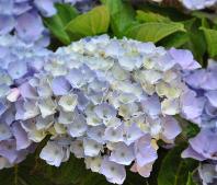 HydrangeamacrophyllaXianjuli