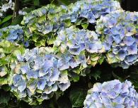 HydrangeamacrophyllaXian3maandvollezon