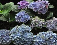 HydrangeamacrophyllaXiankleurnuancesblauw