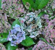 HydrangeamacrophyllaXianuitbloeimiddenoktober