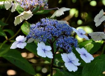 HydrangeamacrophyllaUrsulaviolet