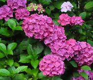 HydrangeamacrophyllaAlpengluhenincombinatiemetHydrangeaserrataPresiozavnn