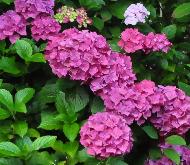 HydrangeamacrophyllaBodenseesynBoncuseBrugger1950VN