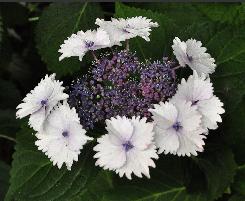 Hydrangea_macrophylla_'Zaunkönig'_bloem