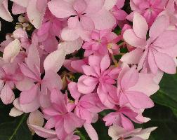 HydrangeamacrophyllaYouMeRomancecloseup