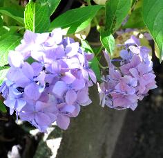 Hydrangea macrophylla Blauer Prinz 'sept