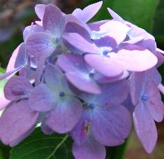 Hydrangea macrophylla 'Blauer Prinz' nabloeiseptember