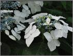 HydrangeamacrophyllaGeneralvicomtessedeVibrayvnn