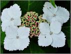 Hydrangea macrophylla 'Nadeshiko Gaku' nice