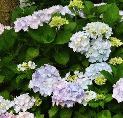 Hydrangeamacrophyllacotedazur2