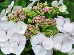 HydrangeamacrophyllaTokyoDelightbloemcloseup