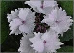 HydrangeamacrophyllaBlaulingcloseupvnlocHydrangeum