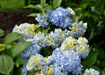 Hydrangea macrophylla 'General vicomtesse de Vibray'  très florifère