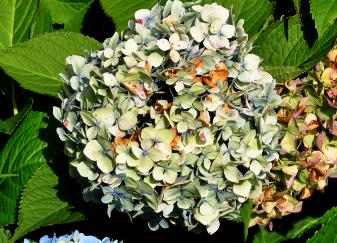 Hydrangea macrophylla 'Générale Vicomtesse de Vibraye' 1