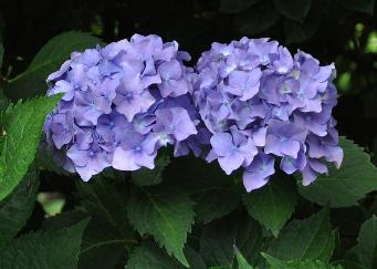 Hydrangea macrophylla 'General vicomtesse de Vibray'  très florifère