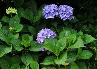 Hydrangea macrophylla 'Générale Vicomtesse de Vibraye' 1