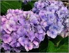 Hydrangea macrophylla 'Bodensee' loc Hydrangeum