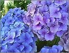 Hydrangea_ macrophylla _'Mathilda_ Gutges'