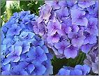 HydrangeamacrophyllaDrSteinigerglobalview