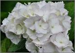 Hydrangea macrophylla 'Bodensee' loc Hydrangeum