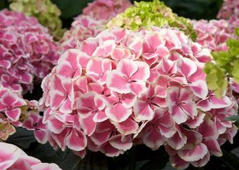 Hydrangea macrophylla 'Harlequin'