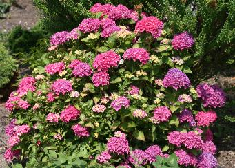 Hydrangea macrophylla 'Pia' - dwerghortensia