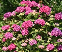 HydrangeamacrPia6JPG