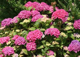 HydrangeamacrPia