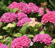 HydrangeamacrPia