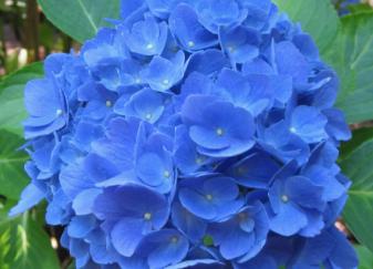 Hydrangea macrophylla 'Mathilda Gutges'