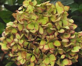 HydrangeaMiraiherfstkleuren