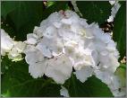 Hydrangea mme Emile Moulliere