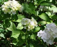 Hydrangea mme Emile Moulliere