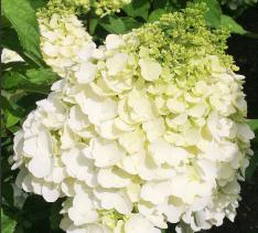 HydrangeaMontBlanc5