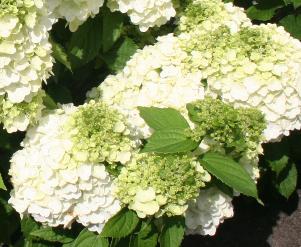 HydrangeaMontBlanc2