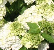 hydrangeamontbla3