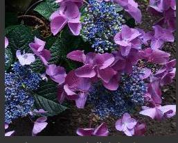 HydrangeaNizza