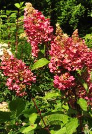 HydrangeapaniculataPinkyWinkyrodeherfstkleurenvnverticalefoto