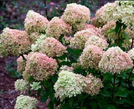 HydrangeapaniculataLittleLime