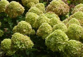 Hydrangea paniculata 'Little Lime' syn 'Jane' 4