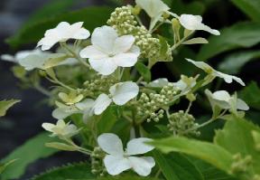 HydrangeapaniculataLevanabloem