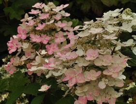 Hydrangea paniculata 'Wim's Red' bloemen roodkleuring locatie Hydrangeum vn