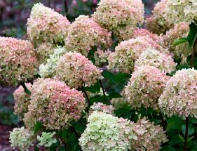 Hydrangea paniculata 'Little Lime'