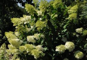 HydrangeapaniculataPhantomglobalpicaugustVNN