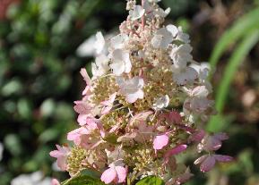 HydrangeapaniculataPINKYWINKYVN