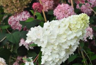 HydrangeapaniculataSundaeFraiseyoungflower