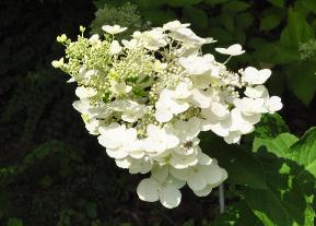 HydrangeapaniculataUniquelocHYdrangeum